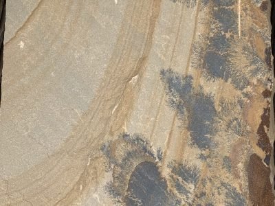 6) fossil